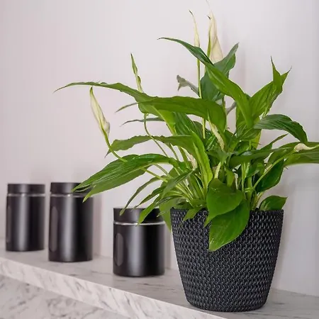 Апартаменты Spacious 1-bedroom In The Heart Of Old Town Рига