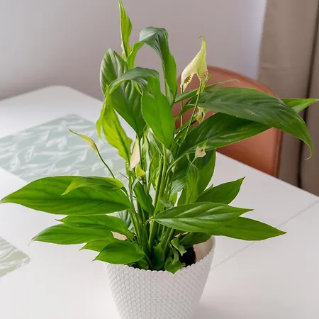 Апартаменты Spacious 1-bedroom In The Heart Of Old Town