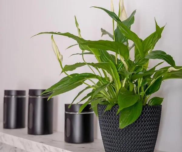 Dzīvoklis Spacious 1-bedroom In The Heart Of Old Town Riga