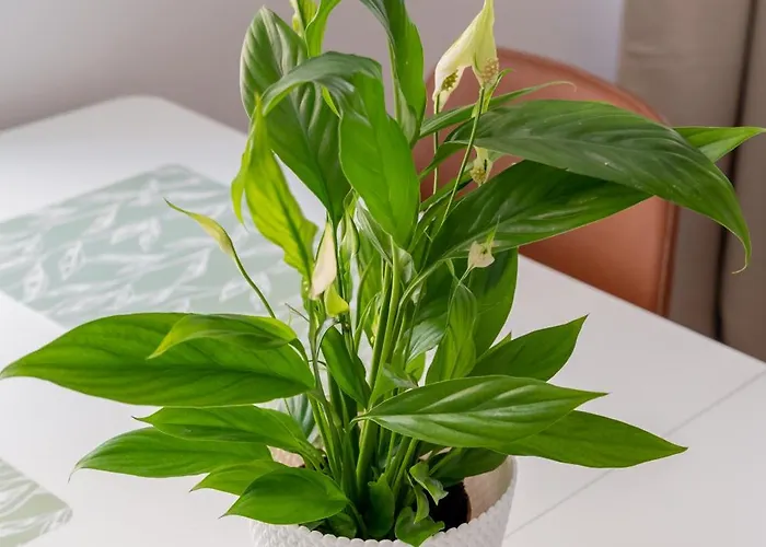 Dzīvoklis Spacious 1-bedroom In The Heart Of Old Town