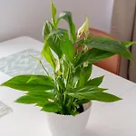 아파트 Spacious 1-bedroom In The Heart Of Old Town